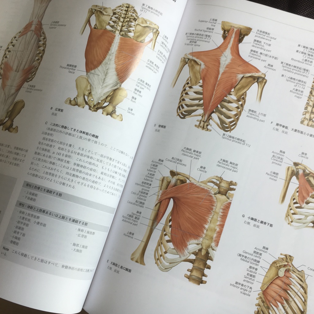 HOT国産】 プロメテウス解剖学アトラス 解剖学総論／運動器系 第3版の