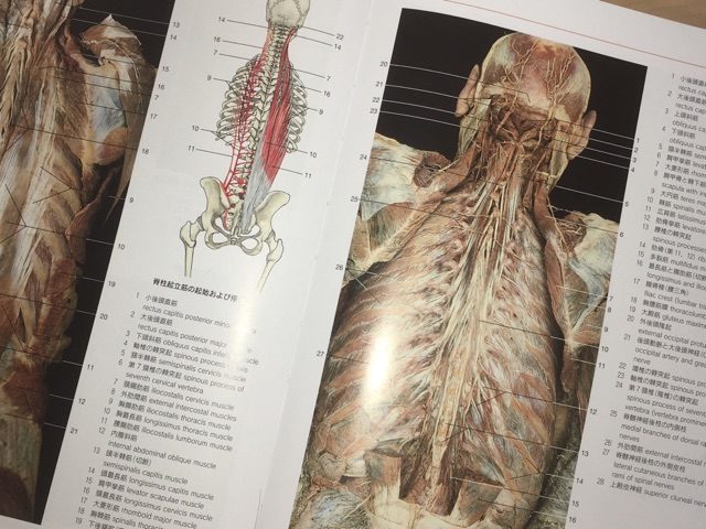 書評】解剖学カラーアトラス 第８版 | まほせら