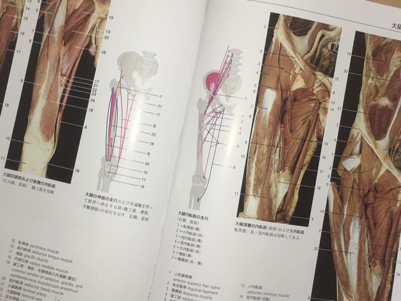 卓抜-臨床的骨盤•筋膜解剖•から考えるよくわかるTLH[本/雑誌] / 松本貴