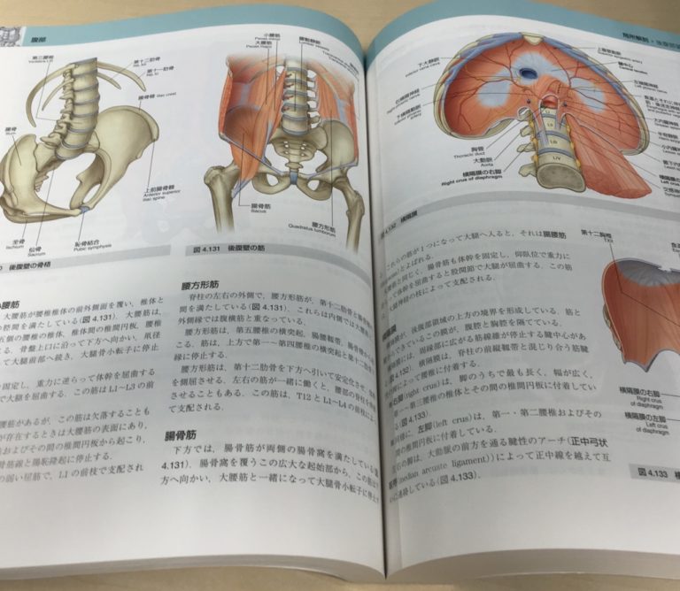 グレイ解剖学 電子書籍付き（日本語・英語版） 原著第４版の+spbgp44.ru