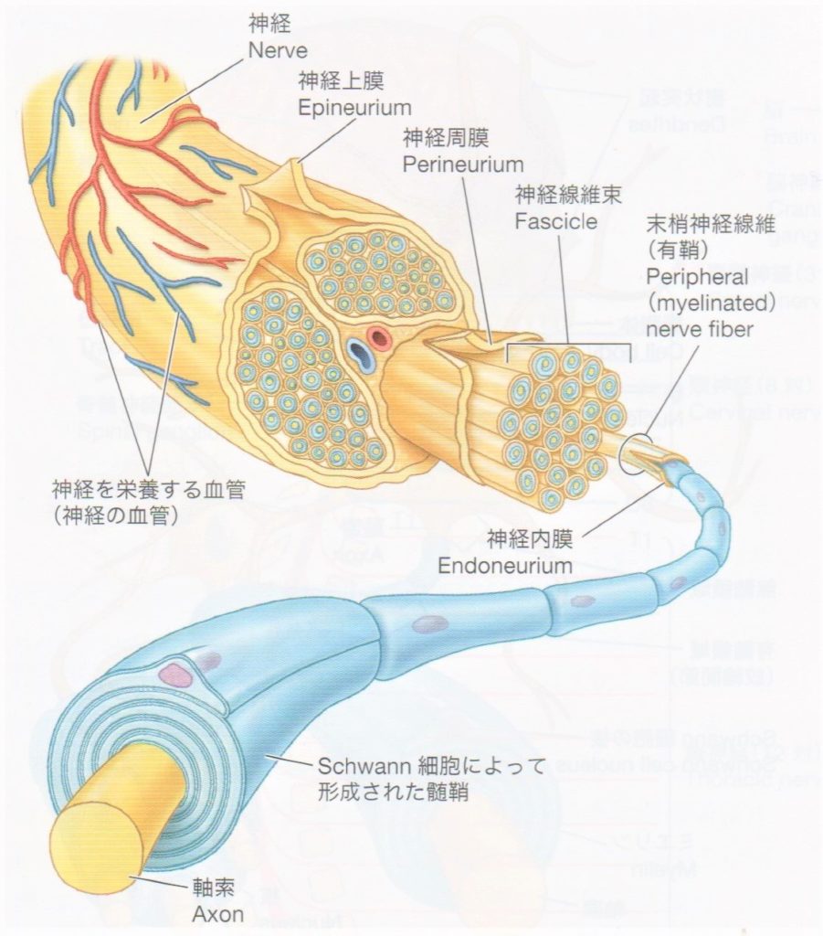 運動神経終末 _ 末梢神経分布図 , 神経終末(シンケイシュウマツ)とは? 意味や使い方 – ZPFQL