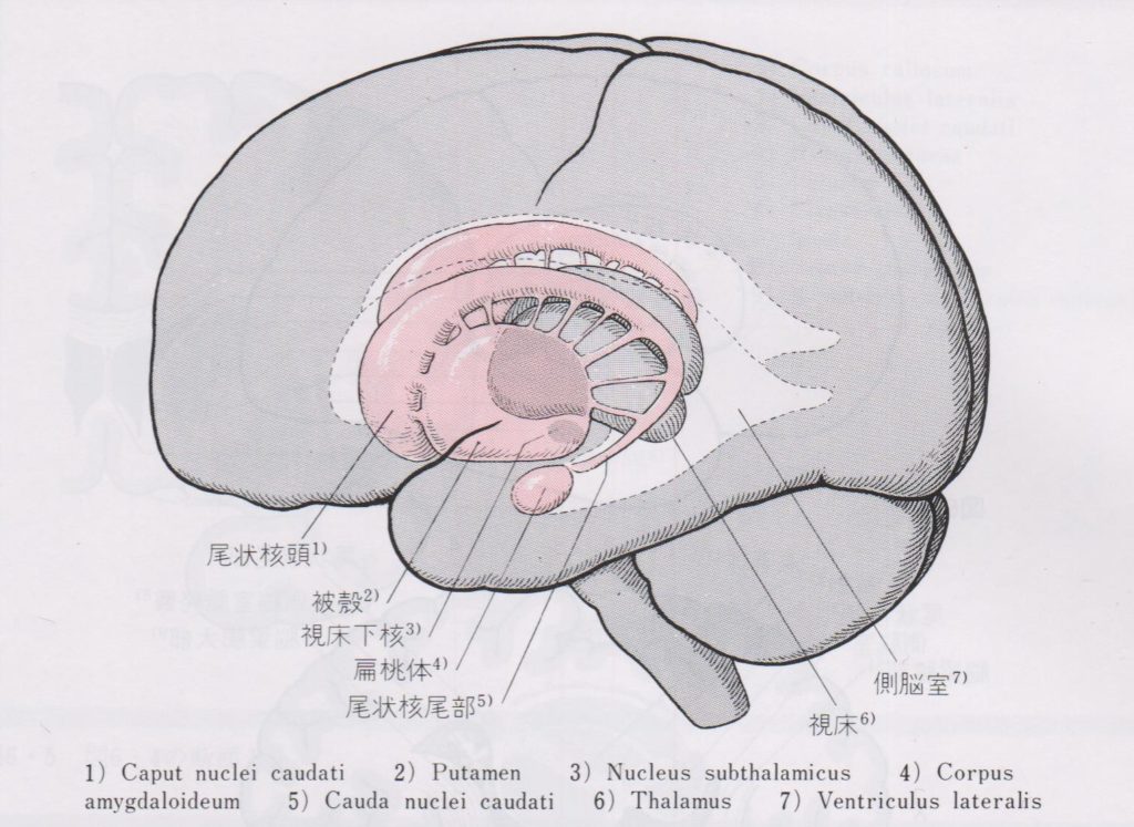 大脳基底核の解剖学（パーキンソン病のメカニズムとリハビリ⑥） まほせら