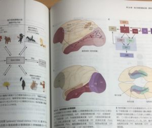 カンデル神経科学 エリック Ｒ．カンデル／ほか編 金澤一郎／日本語版