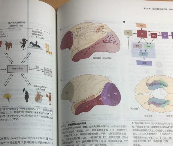 最新発見 カンデル神経科学 第2版 健康・医学 - www.cfch.org